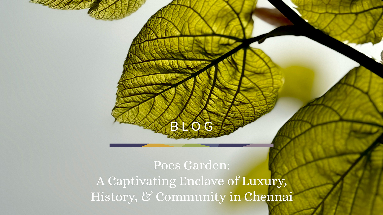 Poes Garden Blog